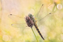 Großer Blaupfeil( female) im Gegenlicht