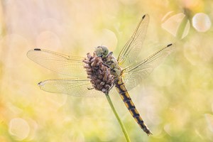 Großer Blaupfeil( female) im Gegenlicht