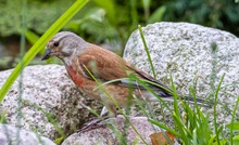 Ein Bluthänfling am Gartenteich