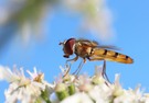 Schwebfliege