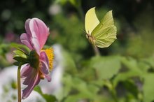 Ich bremse auch für Blumen