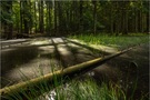 Der "Grüne Weiher"
