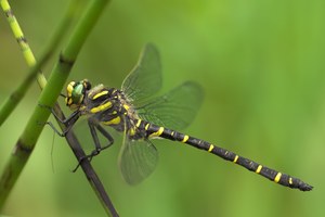 Zweigestreifte Quelljungfer ♂