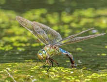 Königslibelle bei der Ei Ablage