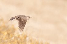 Feldlerche im Flug...