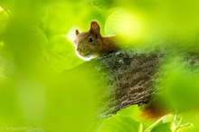 Eichhörnchen im Gegenlicht..