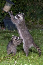 Waschbär plündert das Vogelfutter