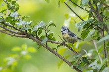 Kleine wuschelige Blaumeise