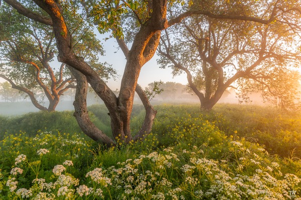 Frühsommer in den Niederlanden