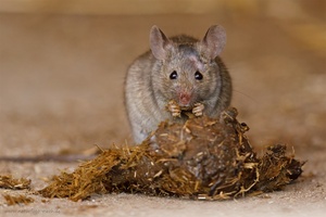 Hausmaus