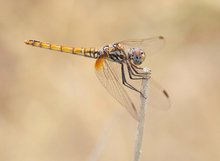 Violetter Sonnenzeiger (Trithemis annulata)