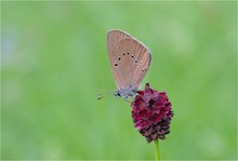 Dunkler Wiesenknopf-Ameisenbläuling