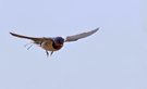 Ein schneller Flieger