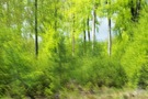 Zitterwald mit Aussichtsfenster