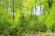 Zitterwald mit Aussichtsfenster