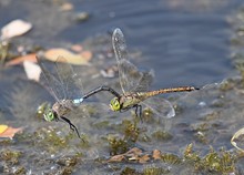 Tandem-Flug