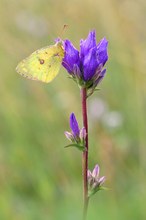 Wiesenklee Gelbling