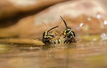 Auf Leben und Tod