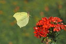 Zitronenfalter im Flug