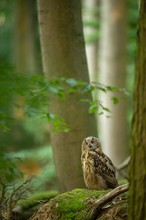 Uhu Kinderstube im Wald