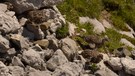 Alpenschneehühner im Sommer