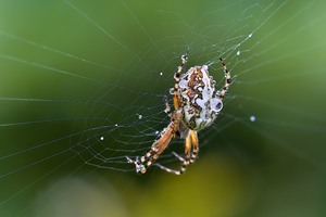 Eichblatt-Radnetzspinne