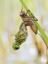 Anfang eines Schlupfes von einer Vierflecklibelle