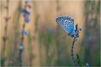 Sommerabend mit Bläuling