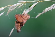 Große Schneckenspinner,Paarung