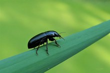 Käfer auf Schilfblatt