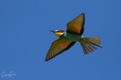 Bienenfresser (Merops apiaster)..