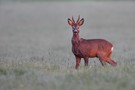 Ein goldener Bock