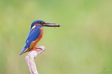 Eisvogel mit Beute