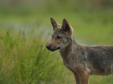 Wolfswelpe, Halbportrait