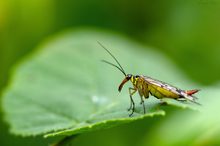 Gemeine Skorpionsfliege