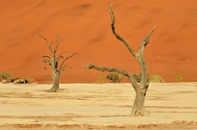 Dead Vlei (3)