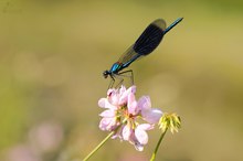 Gebänderte Prachtlibelle