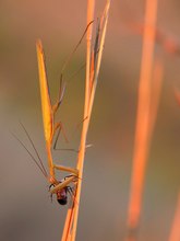 Mantis religiosa '21