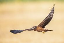 Junge Wiesenweihe im Flug