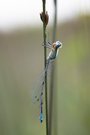 _____arme Libelle_______