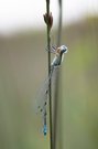 _____arme Libelle_______