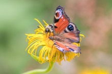 Treffpunkt Blüte