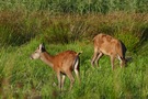 Hirschkuh mit Hirschkalb