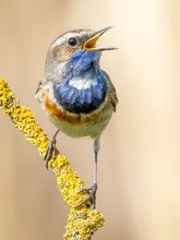 Blaukehlchen