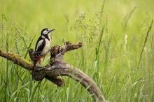 Wald- und Wiesenbuntspecht