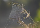 ein Spinnennetz