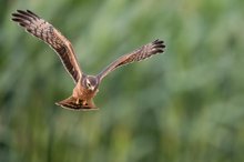 Flugübungen der jungen Wiesenweihen