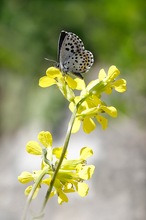 Scolitantides orion