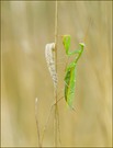 *Mantis betropft*