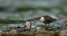 Wasseramsel oder doch Steinwälzer ?